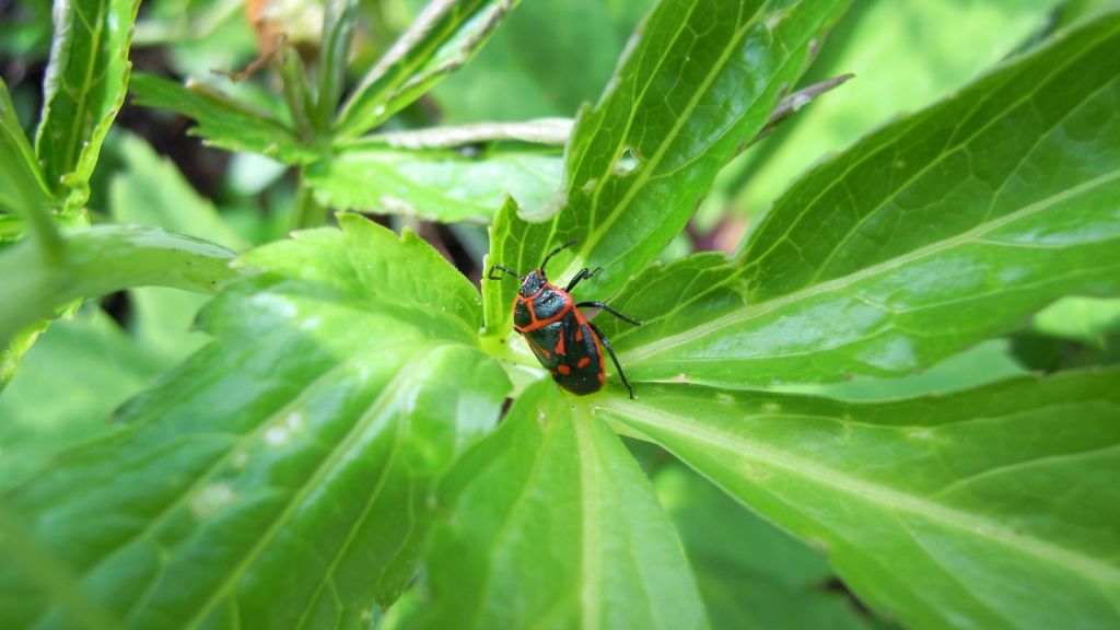 Eurydema fieberii? ... Eurydema cfr. fieberii